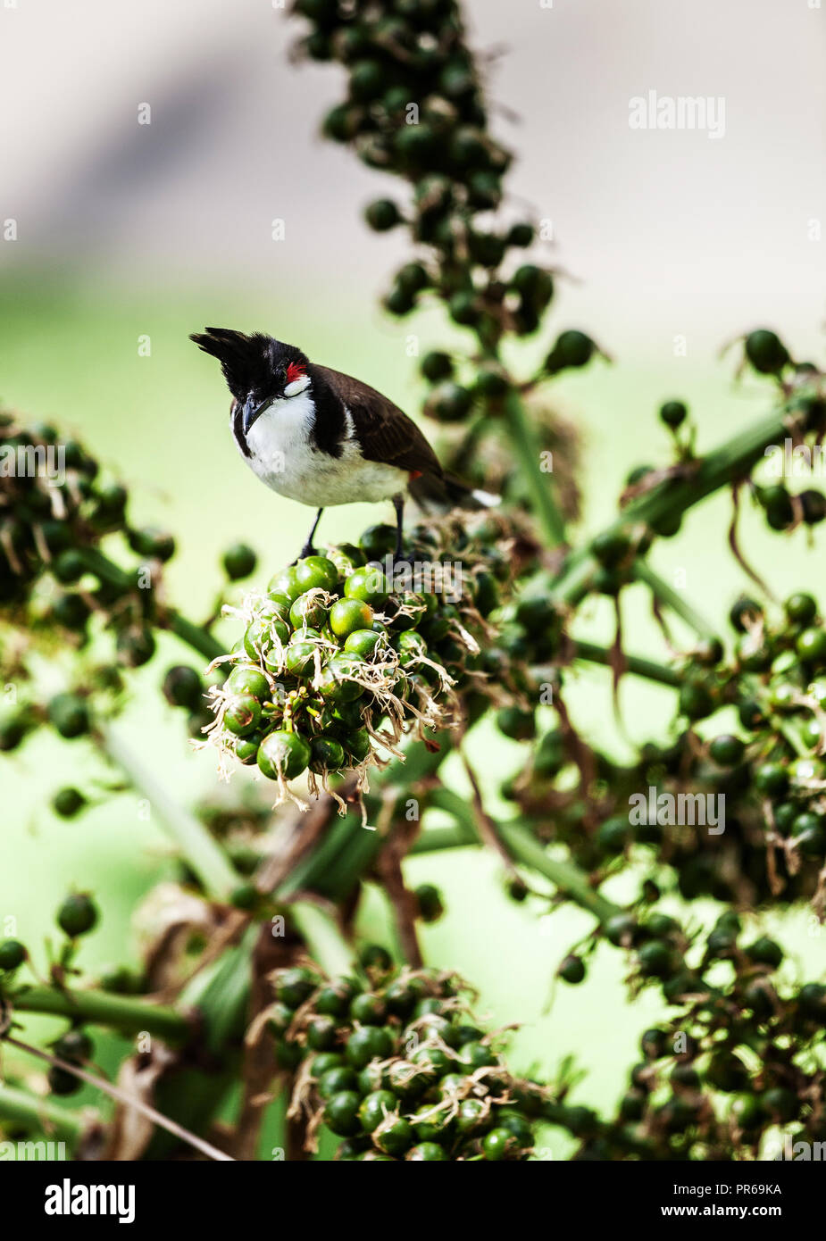Red-Whiskered Bulbul sur un buisson du Sugar Beach resort and spa, Flic en Flac, Maurice Banque D'Images
