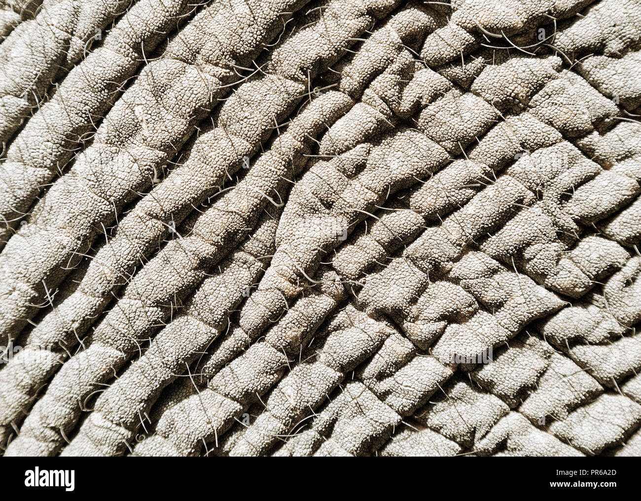 Peau d'éléphant, close-up Banque D'Images