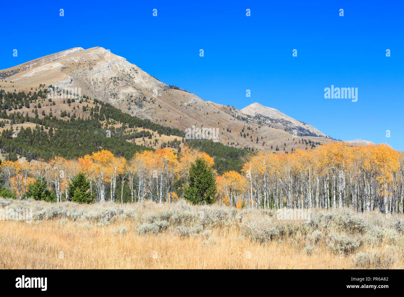 Aspen en couleurs en automne dans la montagne ci-dessous sliderock snowcrest, non loin de l'aulne, Montana Banque D'Images