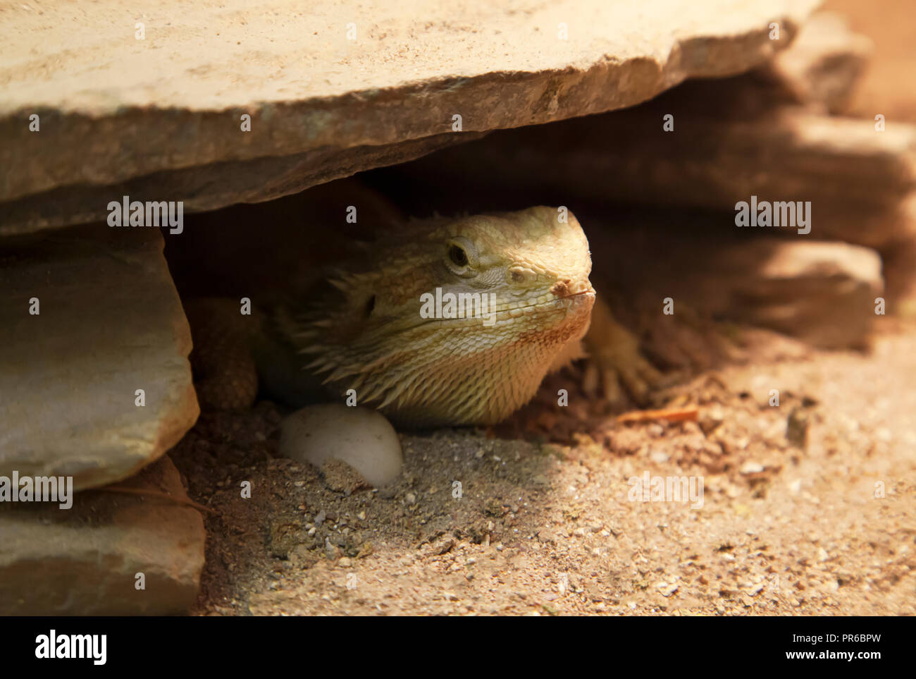 Les Pogona vitticeps lizard se cacher sous un rocher Banque D'Images