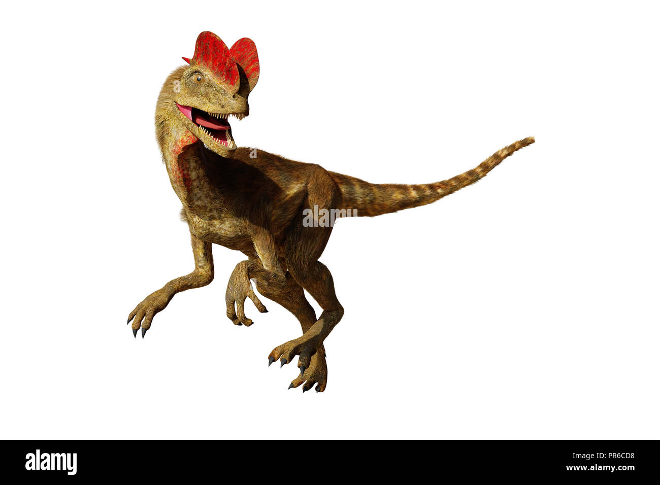 Dilophosaurus, théropode du Jurassique précoce (3d illustration isolé sur fond blanc) Banque D'Images