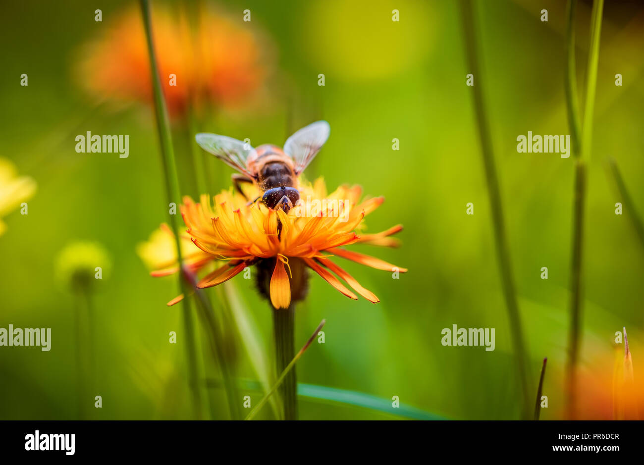 Collecte de nectar de fleur abeille crepis alpina Banque D'Images