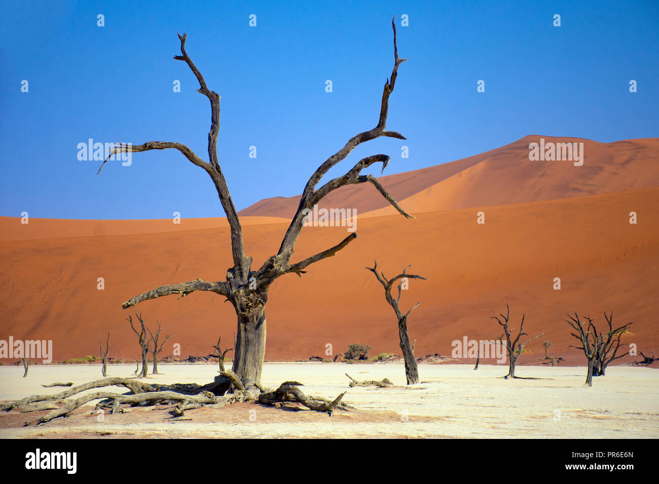 Dunes Orange et les arbres morts à Deadvlei Sossusvlei, salon, Namib-Naukluft National Park, Sesriem, Namibie Banque D'Images