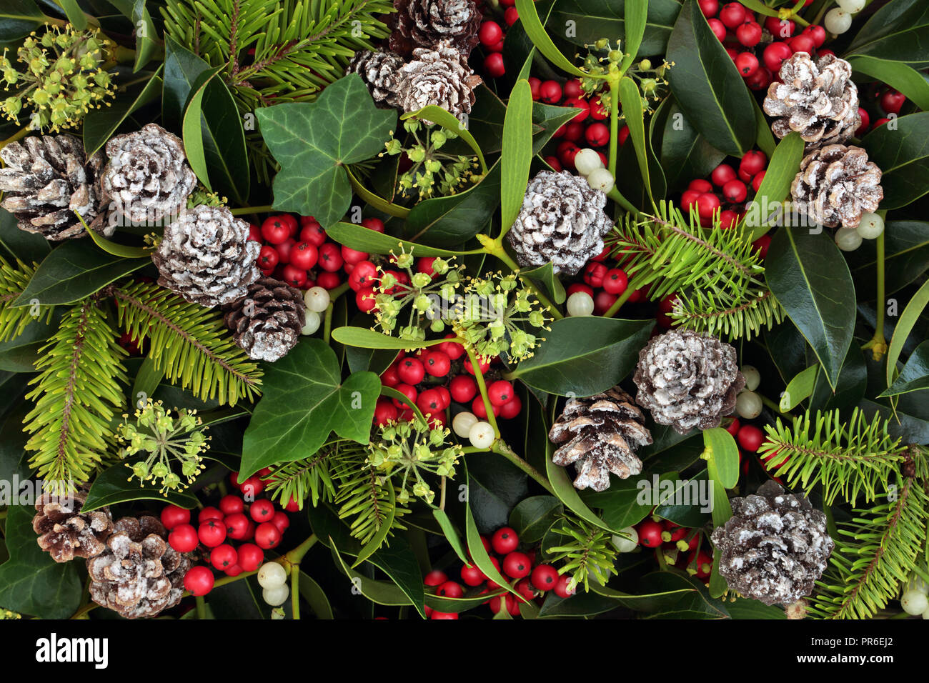 Parc naturel de l'hiver et fond de Noël avec le houx, le lierre, le gui et des pommes de pin. Carte de vœux de Noël traditionnel pour les fêtes. Banque D'Images