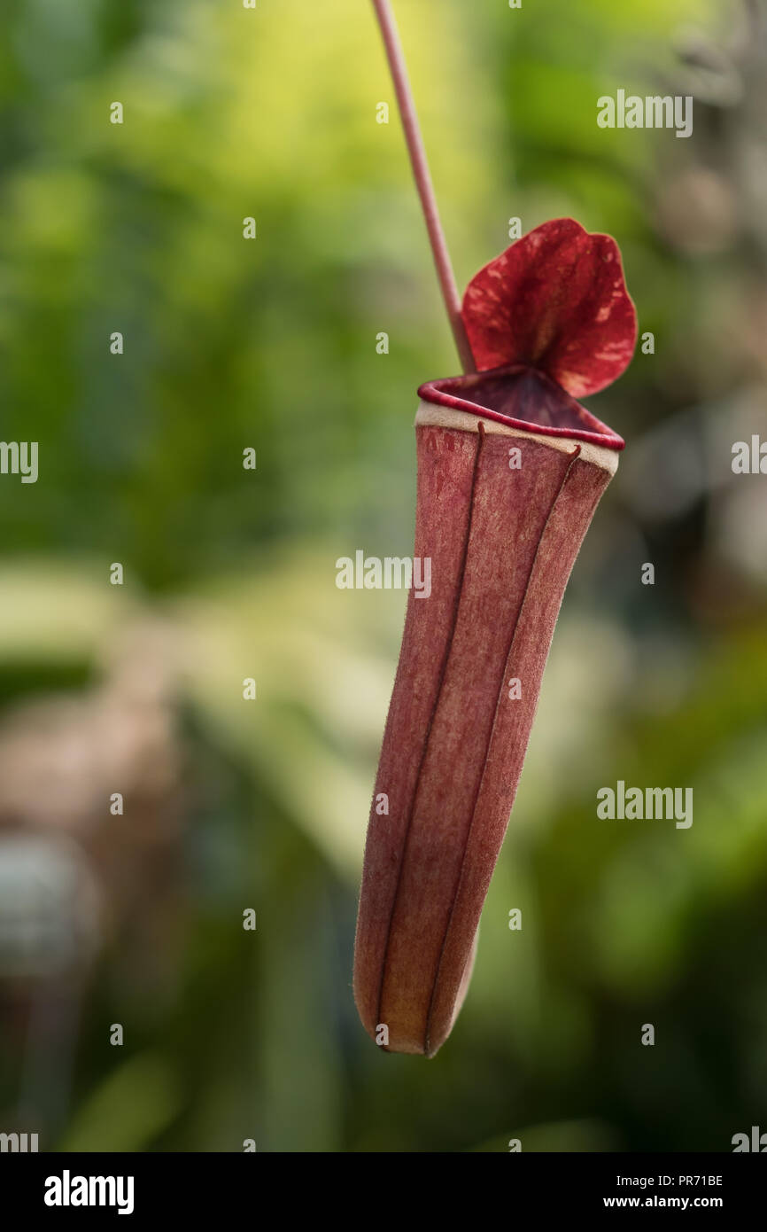 Plante carnivore en attente de piéger et de consommer des insectes pour ses nutriments Banque D'Images