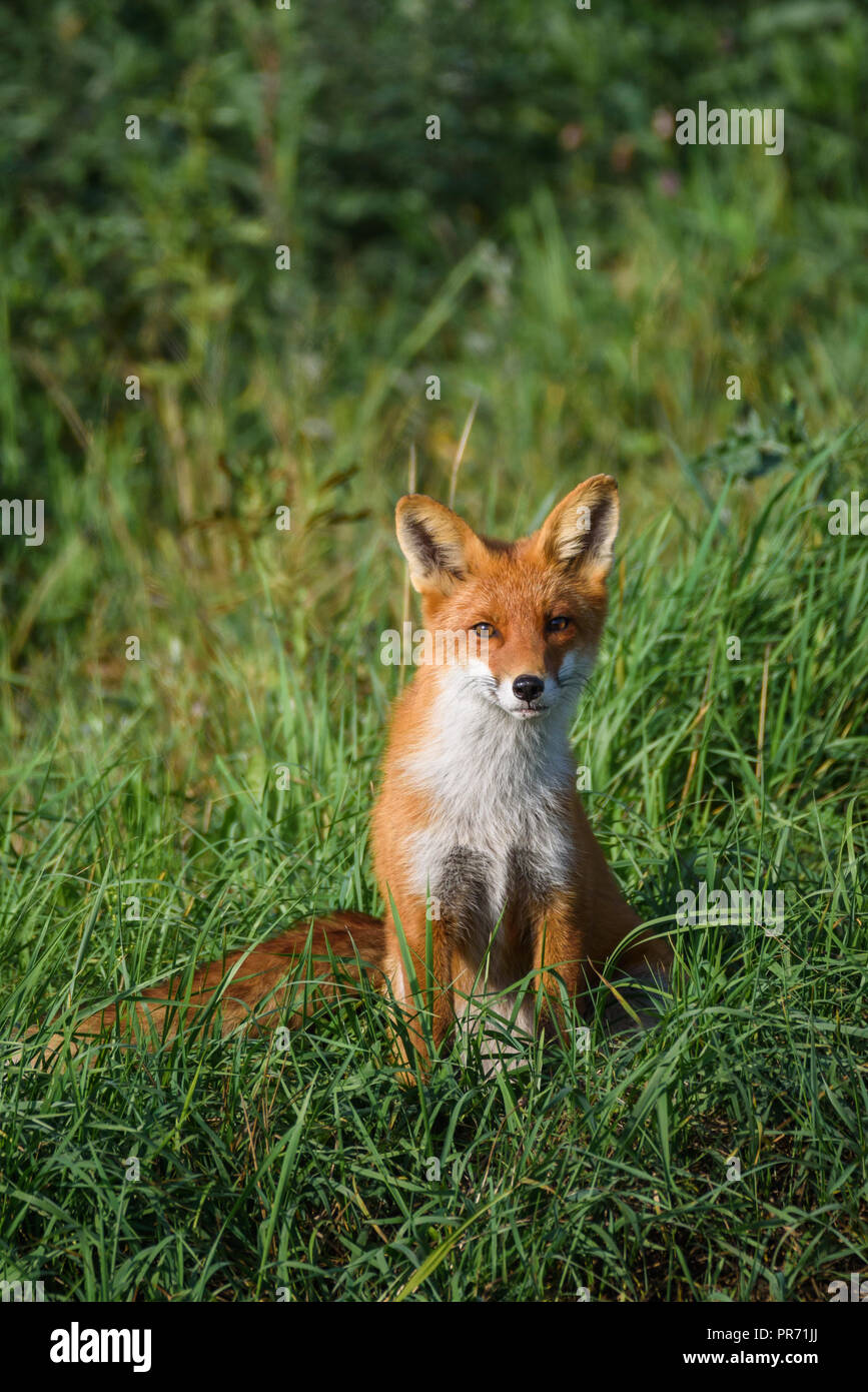 08.09.2018. Beautiful red fox (Vulpes vulpes) sitting on grass à Meadow. Banque D'Images