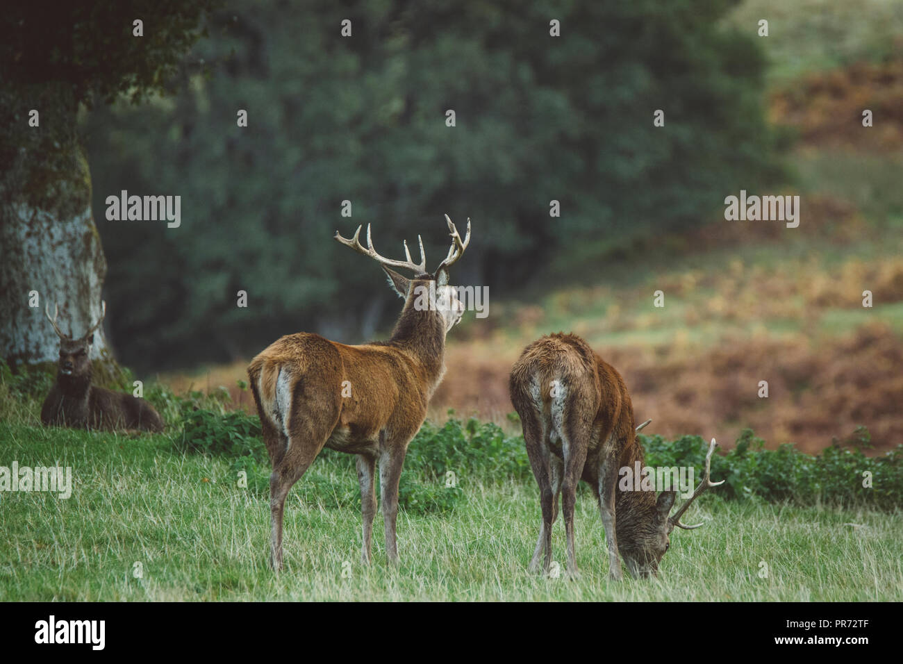 Red Deer stag en forêt dans l'Ecosse en automne, UK Banque D'Images