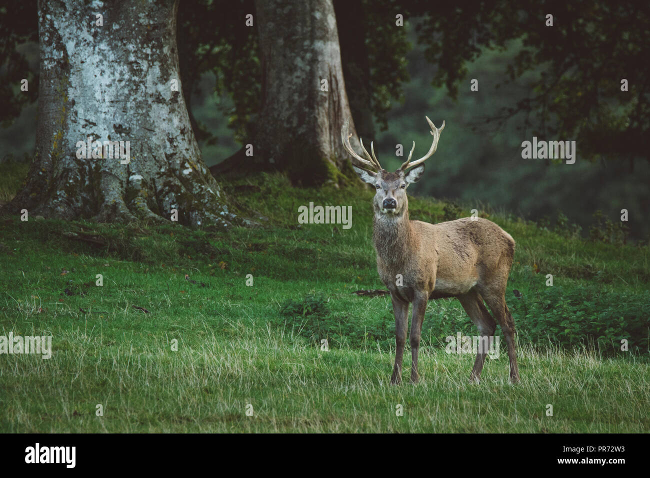 Red Deer stag en forêt dans l'Ecosse en automne, UK Banque D'Images