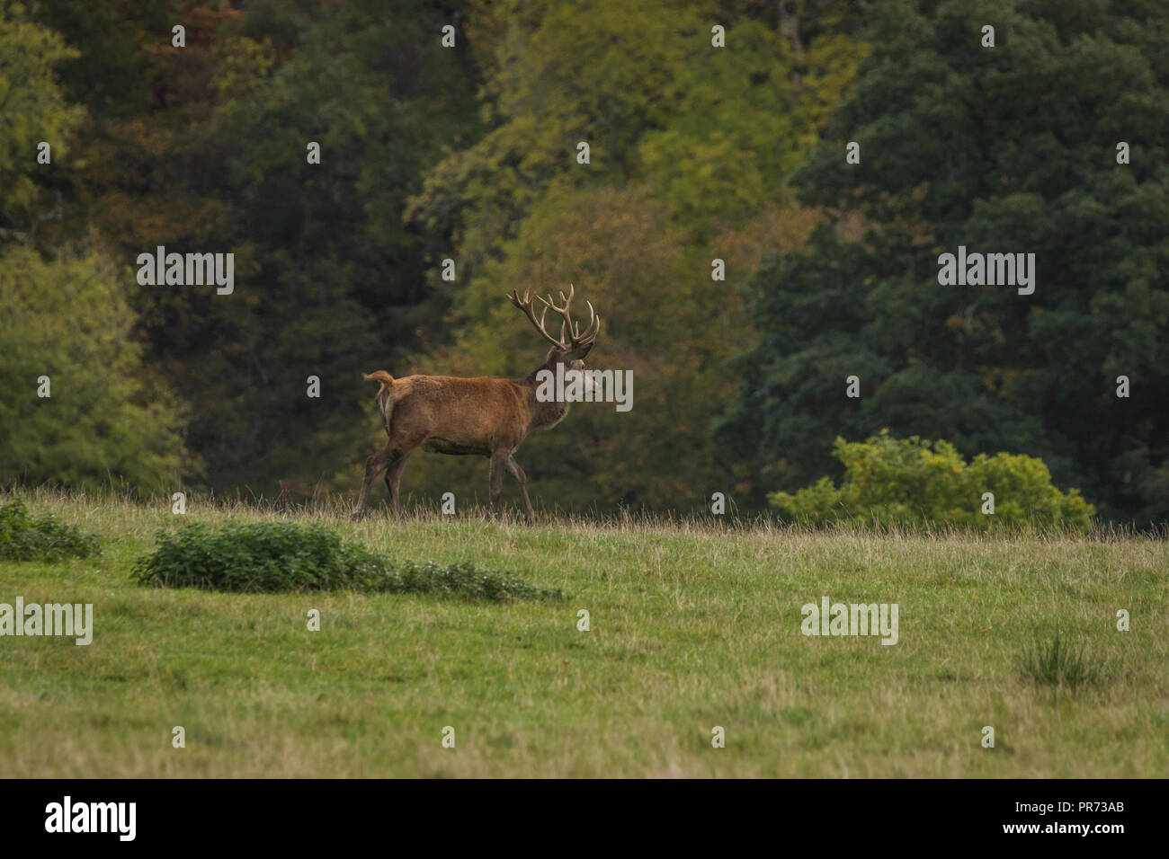 Red Deer Stag dans le champ en Ecosse, Royaume-Uni Banque D'Images