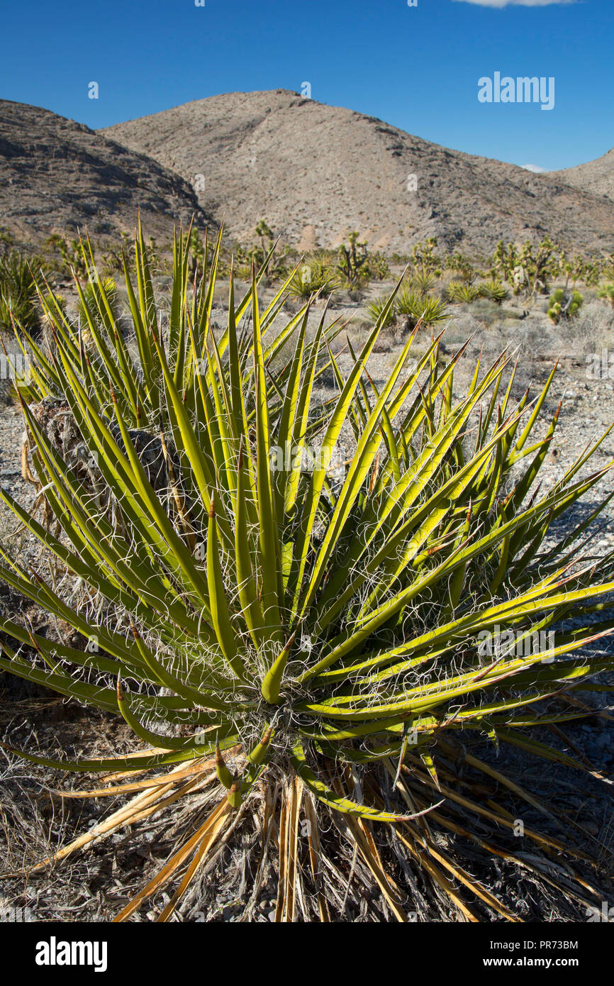 Mojave yucca, Red Rock Canyon National Conservation Area, Mt. Charleston Scenic Byway, Nevada Banque D'Images