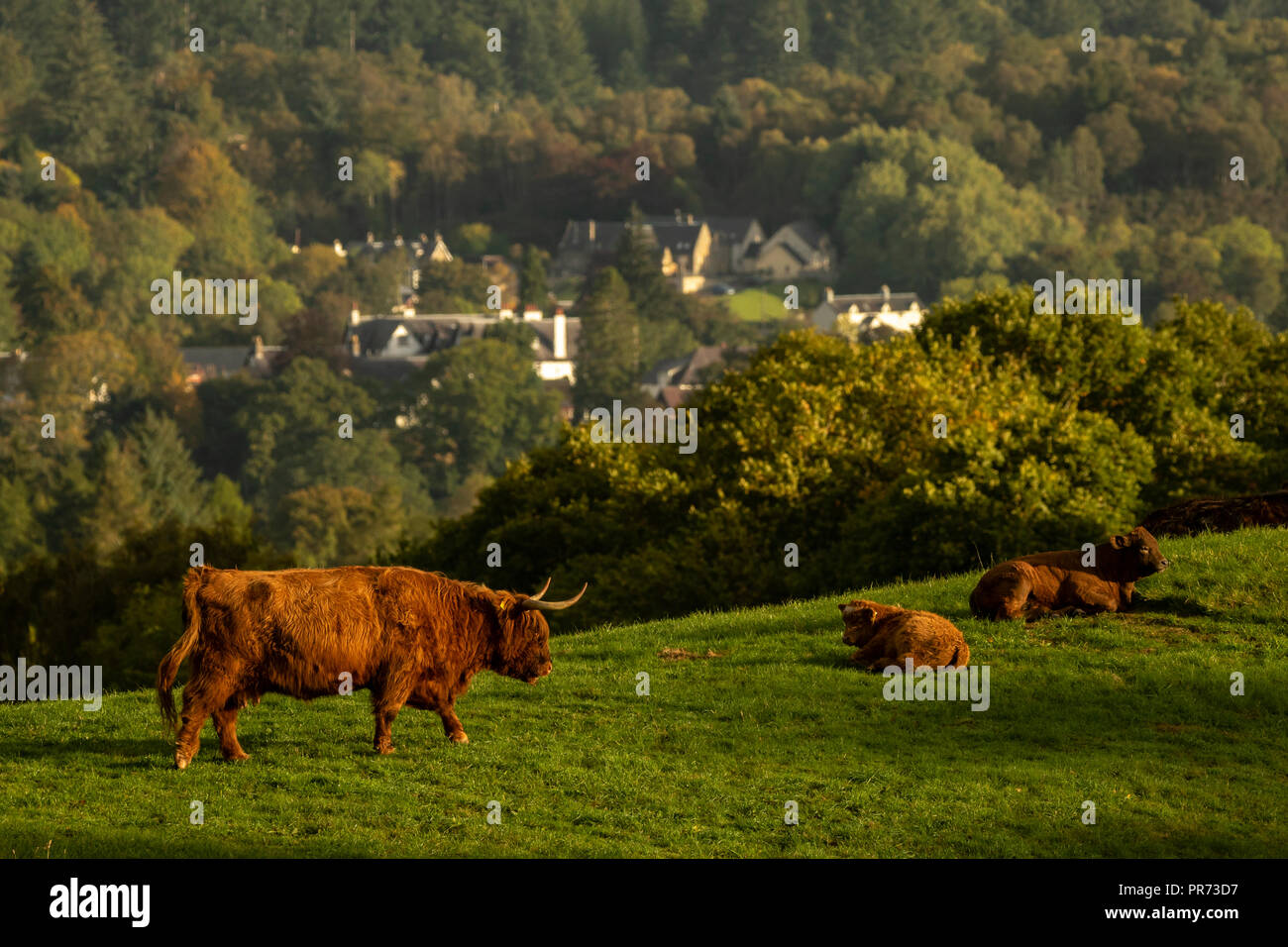 Les vaches highland écossais, Bull, femme et des jeunes dans le champ, en Écosse, Royaume-Uni Banque D'Images