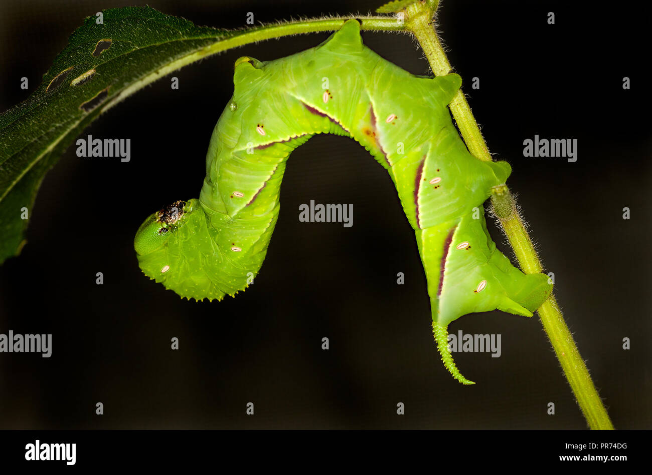 Une chenille verte Photo Stock - Alamy