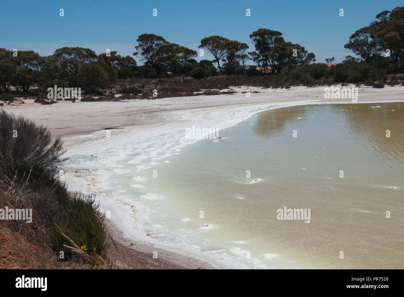 Chinocup Nature Reserve l'ouest de l'Australie, avec le paysage des rives du lac salé Banque D'Images