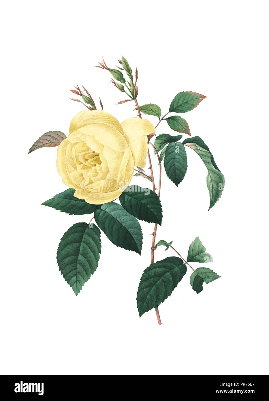 19ème siècle Illustration d'une rose jaune. Gravure par Pierre-Joseph Redoute. Publié dans Choix des Plus Belles fleurs, Paris (1827). Banque D'Images