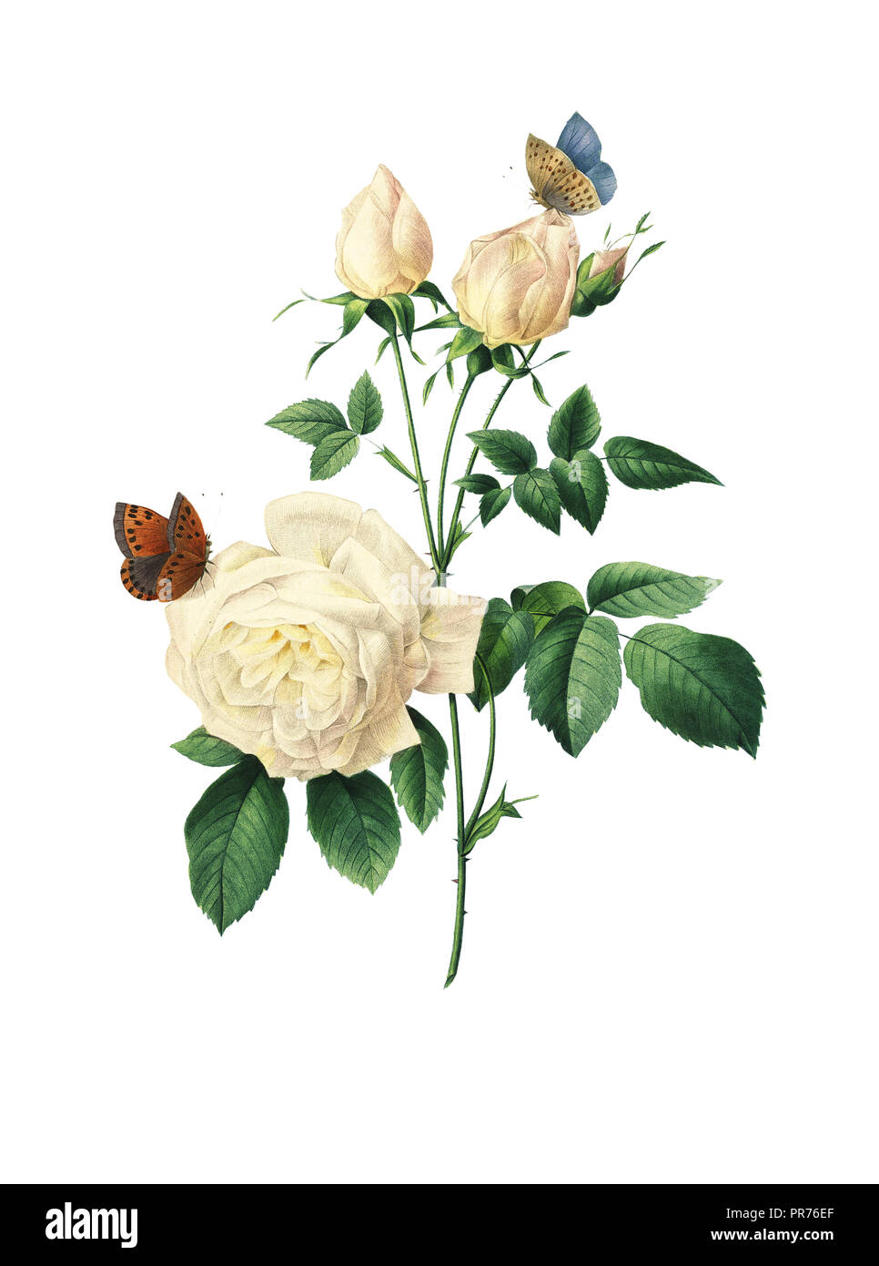 19ème siècle Illustration d'un poeme. Gravure par Pierre-Joseph Redoute. Publié dans Choix des Plus Belles fleurs, Paris (1827). Banque D'Images