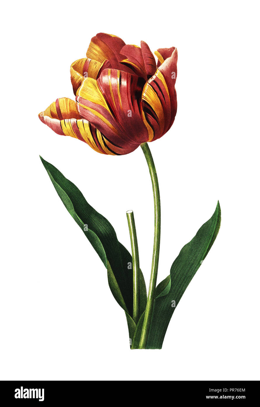 Illustration d'antiquités d'une tulipe. Gravure par Pierre-Joseph Redoute. Publié dans Choix des Plus Belles fleurs, Paris (1827). Banque D'Images