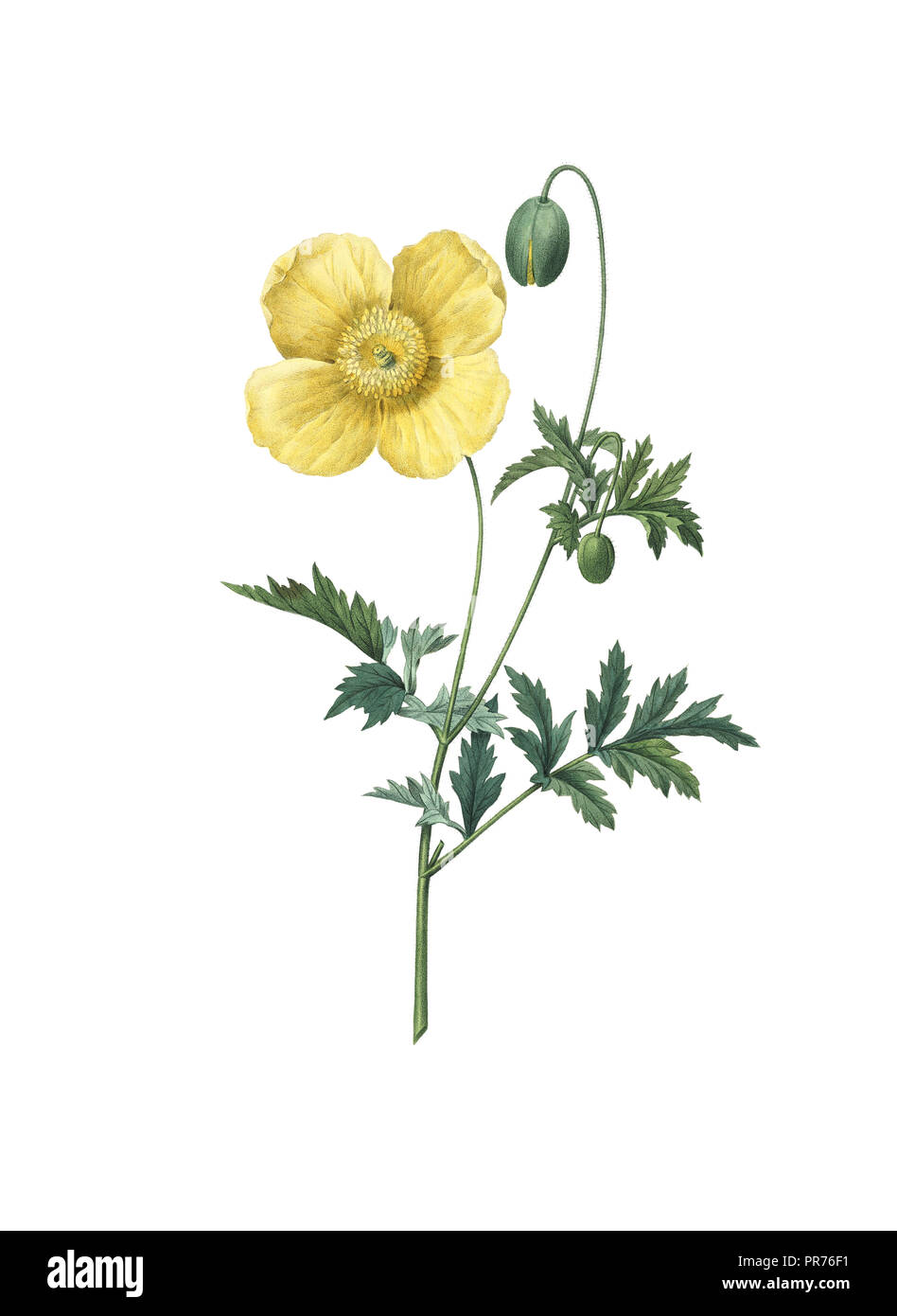 19ème siècle Illustration d'un pavot jaune. Gravure par Pierre-Joseph Redoute. Publié dans Choix des Plus Belles fleurs, Paris (1827). Banque D'Images