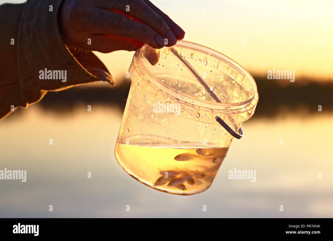 Une main d'homme est titulaire d'une boîte en polystyrène transparent avec petite boule flottant dans l'eau. Utilisé comme appât pour attraper les poissons prédateurs Banque D'Images