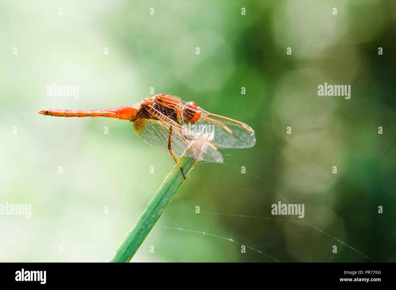 Photographie libellule, noir jaune vert bleu et rouge libellule, Close up fond clair et plantes bokeh Banque D'Images