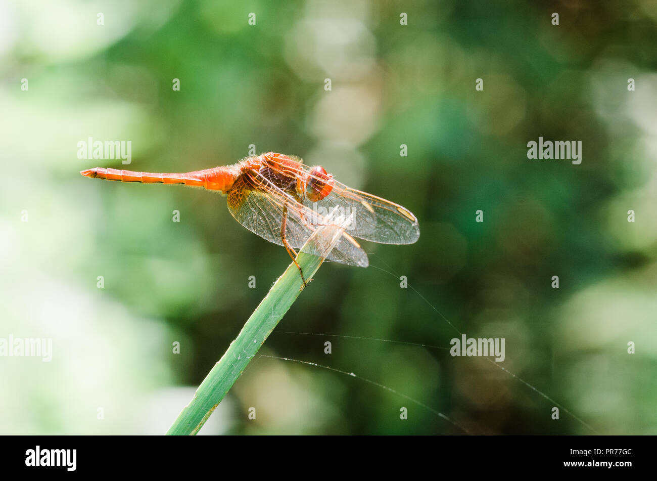 Photographie libellule, noir jaune vert bleu et rouge libellule, Close up fond clair et plantes bokeh Banque D'Images