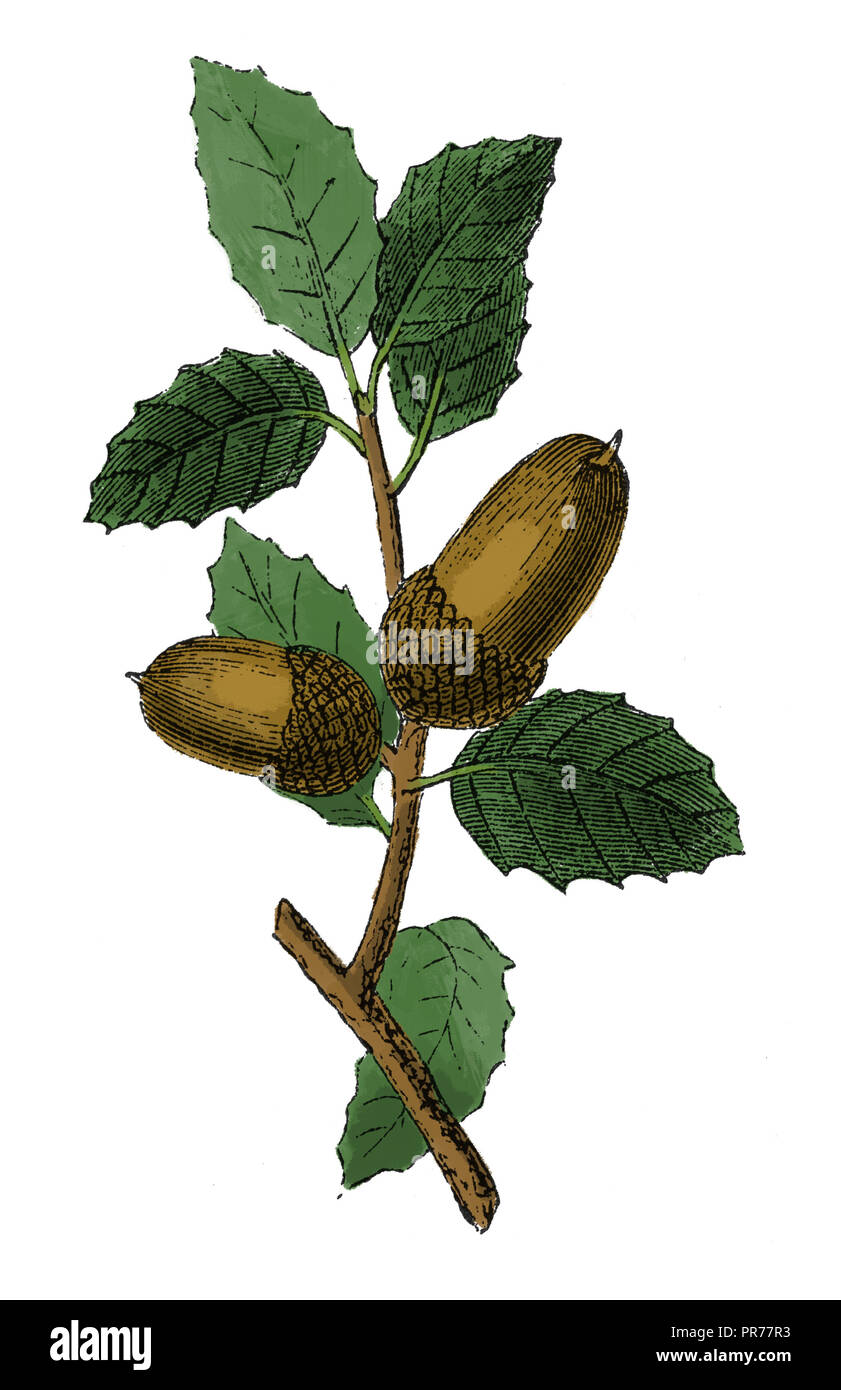 19ème siècle Illustration d'un gland, l'écrou ou le chêne, est l'écrou de l'Oaks et leurs proches. Publié dans Bilder-Atlas Systematischer zum Conv Banque D'Images