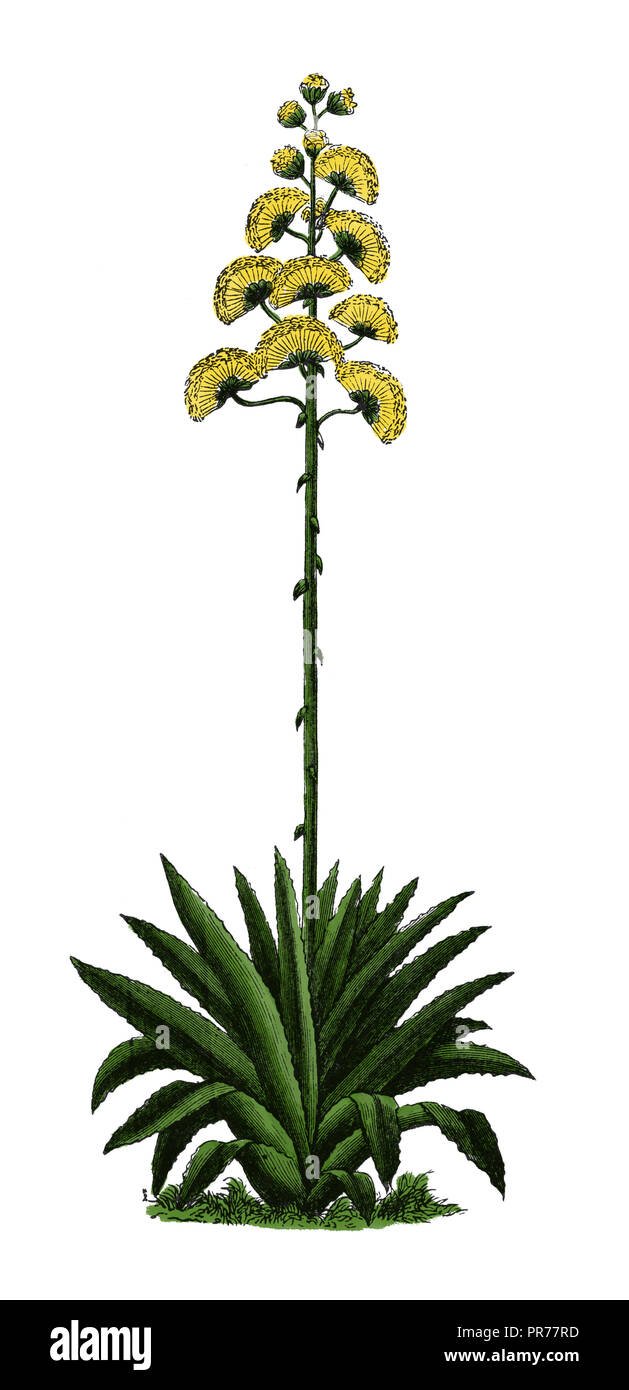 19ème siècle Illustration d'Agave americana, connu comme centuryplant, maguey ou American aloe. Publié dans Bilder-Atlas Systematischer Conversatio zum Banque D'Images