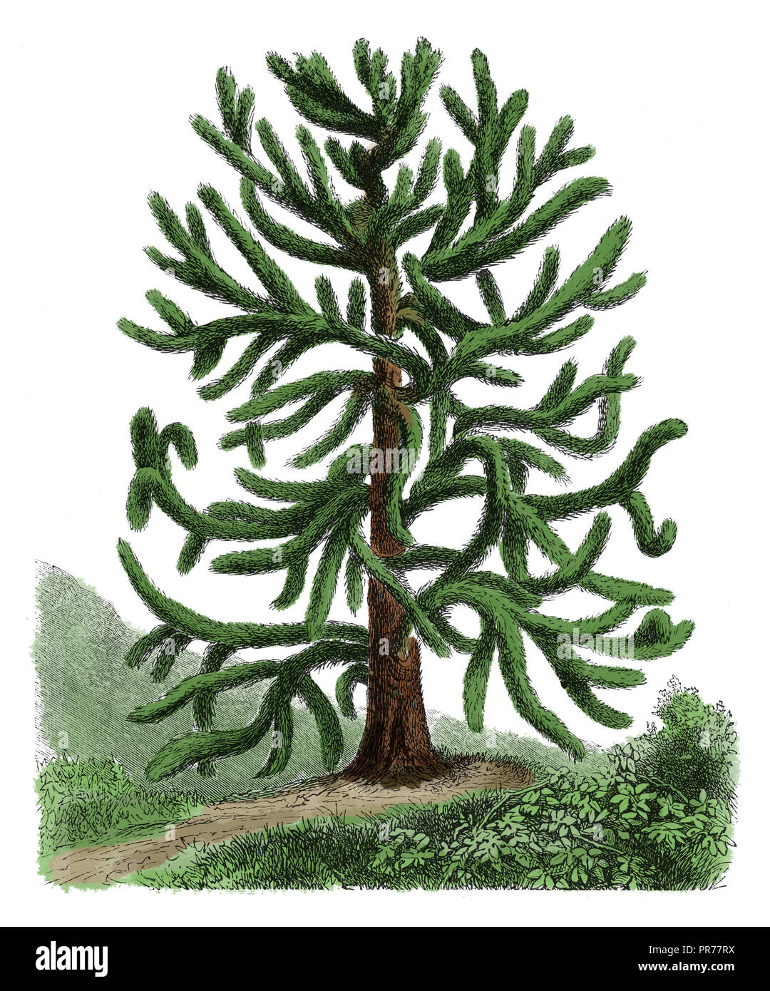 19ème siècle Illustration d'Araucaria araucana, connu sous le nom de monkey puzzle tree, arbre de queue de singe, pin du Chili, ou pehuen. Publié dans Systematischer B Banque D'Images