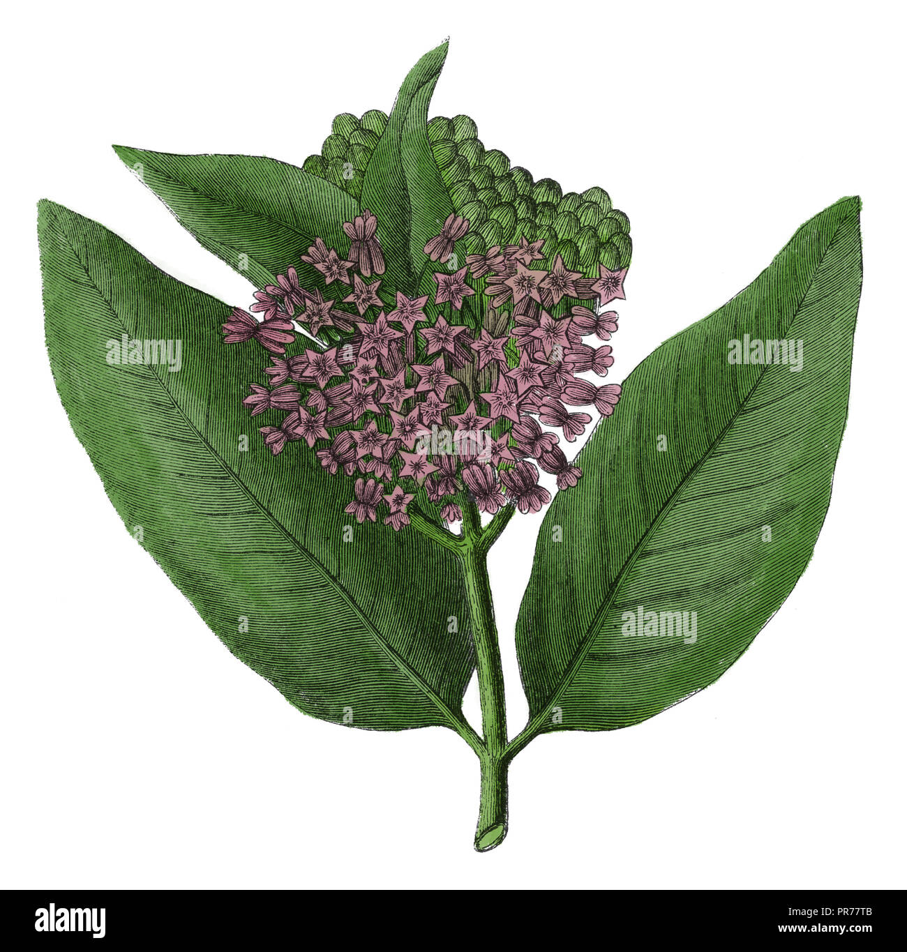 19ème siècle illustration de l'Asclepias syriaca, également appelé l'asclépiade commune, fleur papillon, silkweed, soyeux avaler-millepertuis, et Virginia silkweed. Pu Banque D'Images