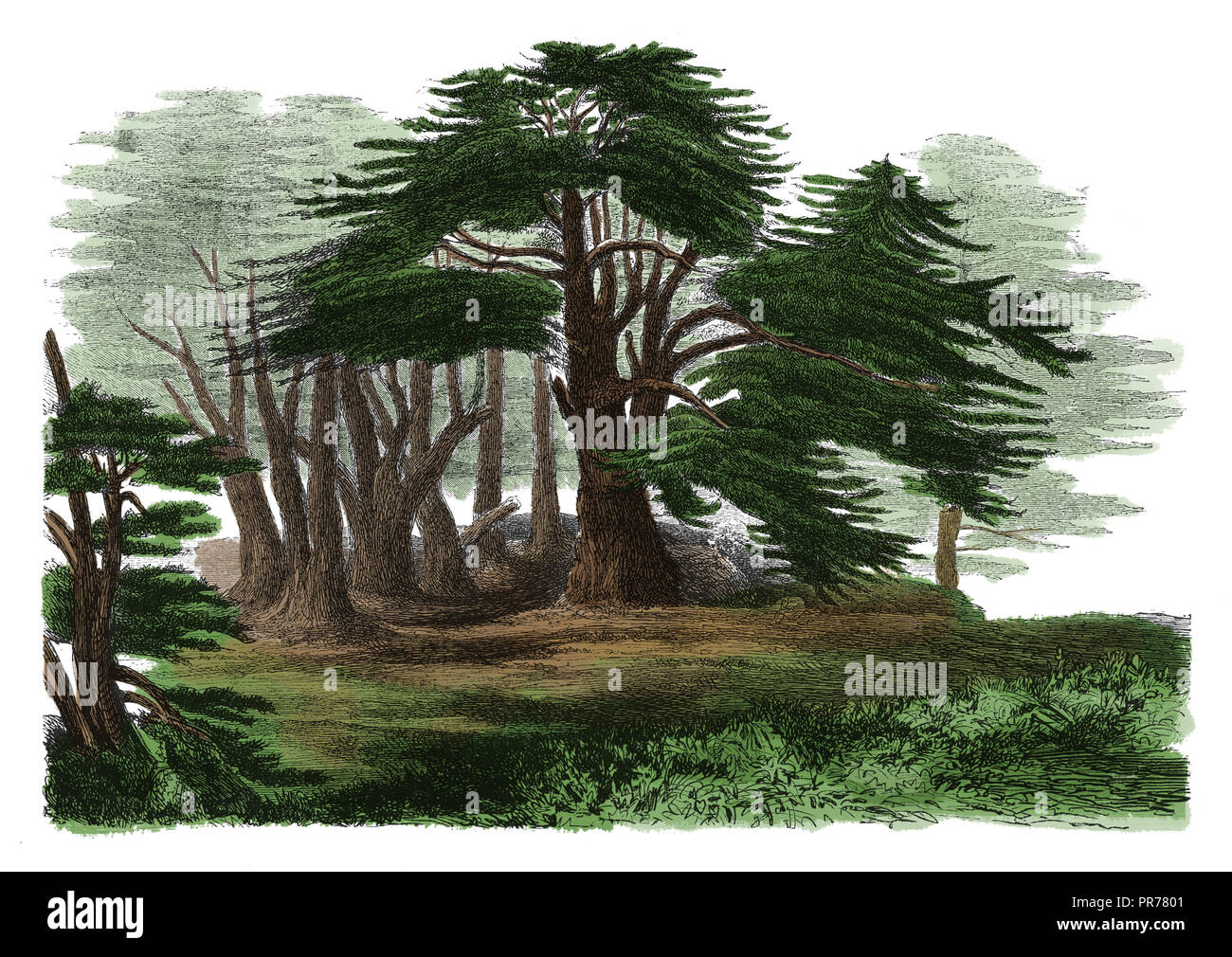19ème siècle illustration de Cedrus libani - une espèce de cedar originaire des montagnes de la région méditerranéenne. Publié dans Systematischer Bilde Banque D'Images