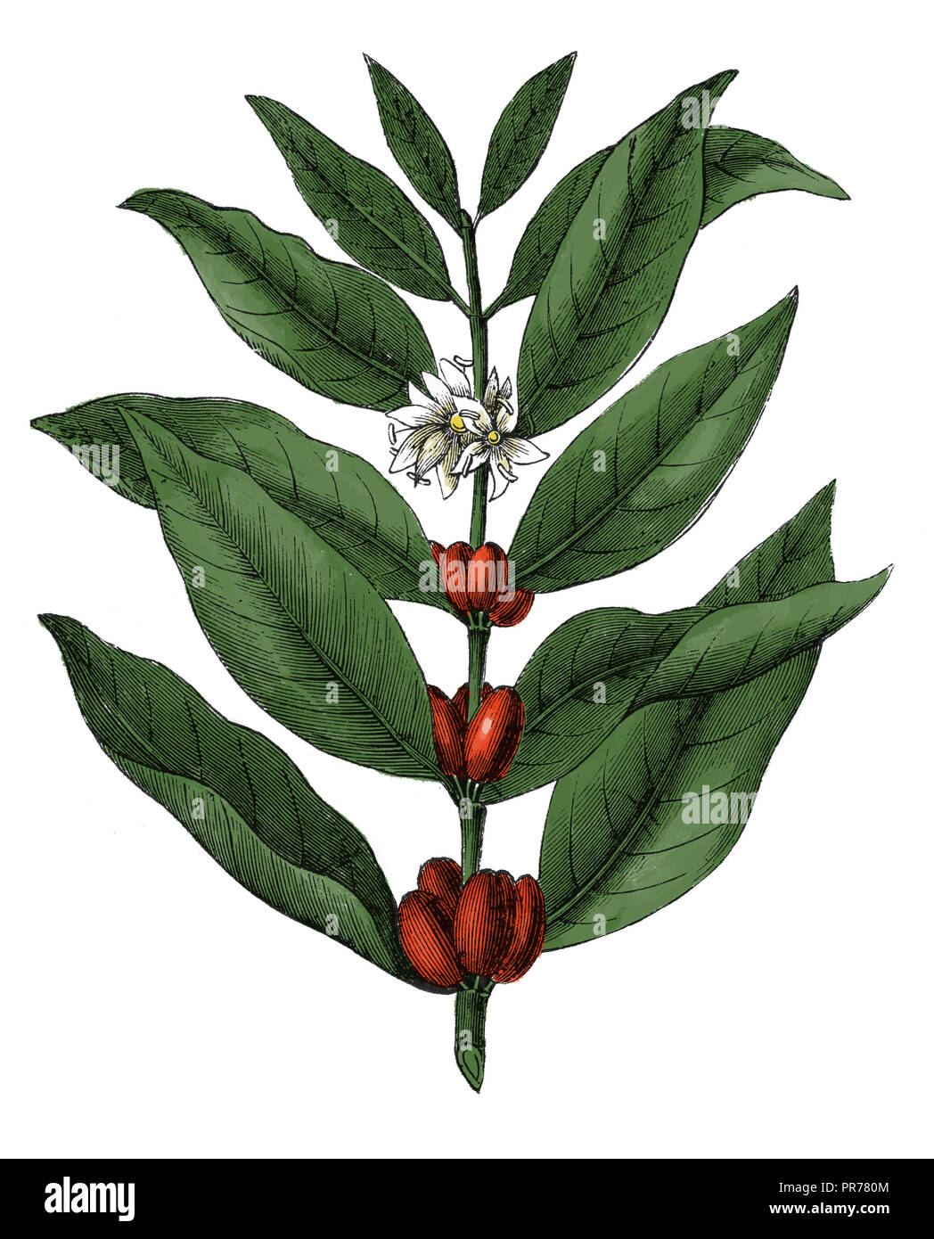 19th siècle illustration de Coffea arabica, connu sous le nom d'arbuste de café d'Arabie, de café de montagne ou de café arabica. Publié dans Systematischer Bilder- Banque D'Images