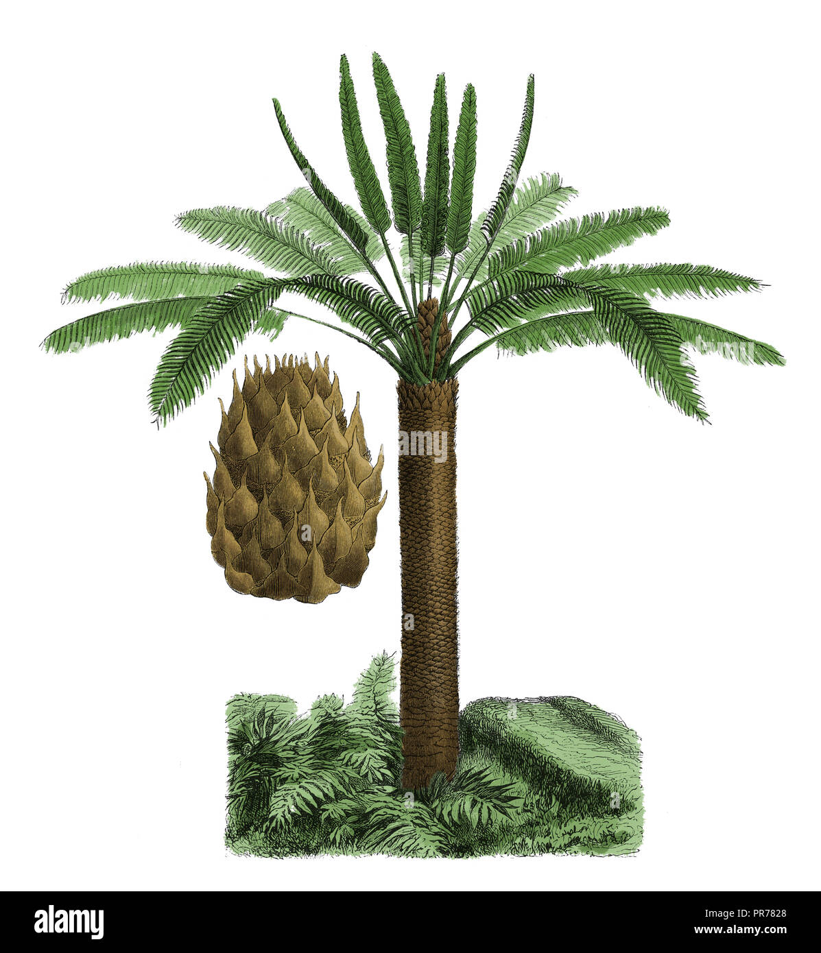 19ème siècle illustration de Cycas circinnalis. Publié dans Bilder-Atlas Systematischer zum Conversations-Lexikon Ikonographische Encyklopedie, der Banque D'Images