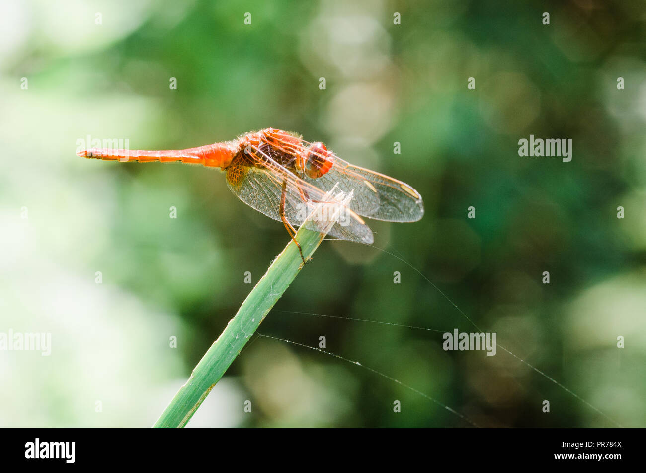 Photographie libellule, noir jaune vert bleu et rouge libellule, Close up fond clair et plantes bokeh Banque D'Images
