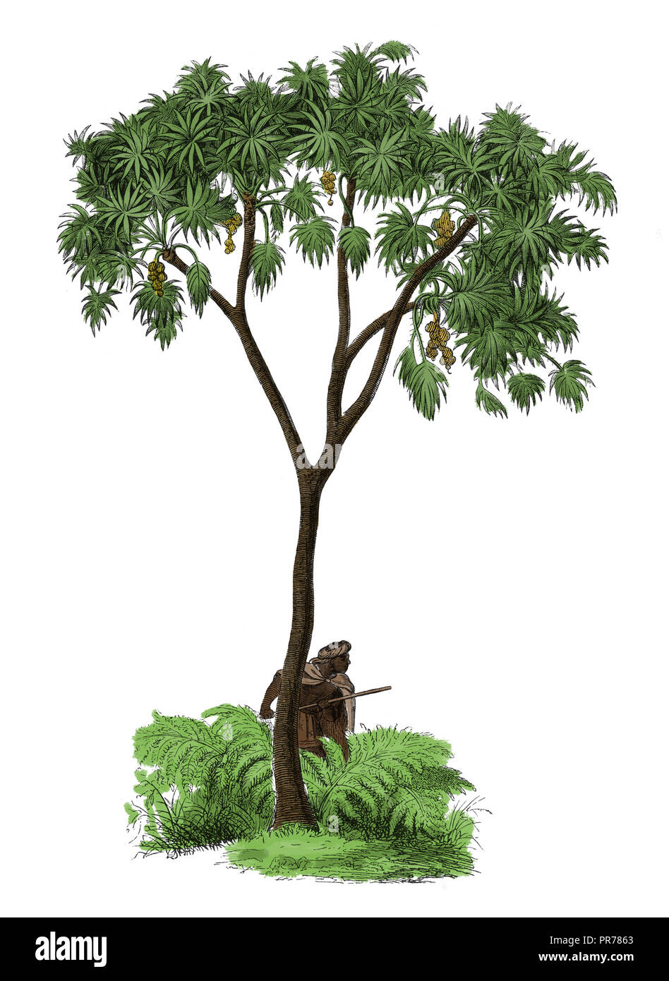 19ème siècle Illustration d'Hyphaene thebaica, connu sous le nom de palmier, arbre d'épice, doom palm - un type de palmier comestible avec fruits ovales. Publishe Banque D'Images