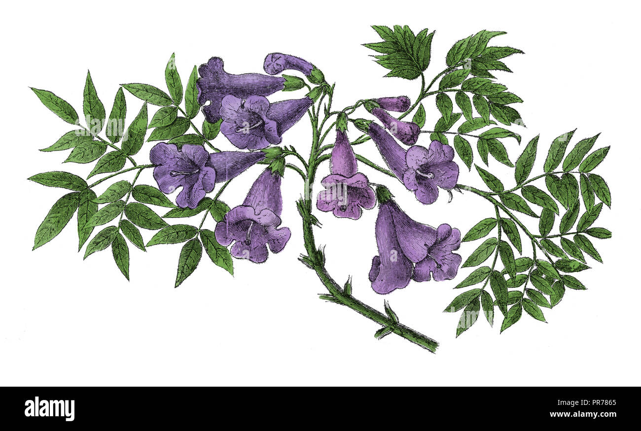 19ème siècle illustration de jacaranda. Publié dans Bilder-Atlas Systematischer zum Conversations-Lexikon Ikonographische Encyklopedie, der Wissensc Banque D'Images