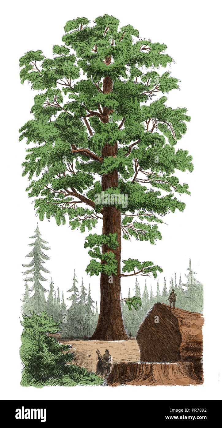 19ème siècle illustration de Sequoiadendron giganteum, également connu sous le nom de séquoia géant séquoia géant, Sierra, bois rouge, bois rouge, Sierra ou Wellingtonia. P Banque D'Images