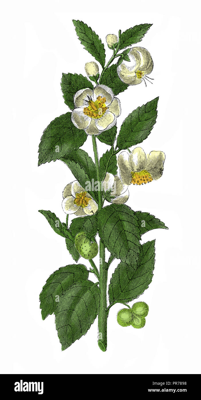 illustration du camellia ou de thea chinensis au siècle 19th. Publié dans Systematischer Bilder-Atlas zum conversations-Lexikon Banque D'Images
