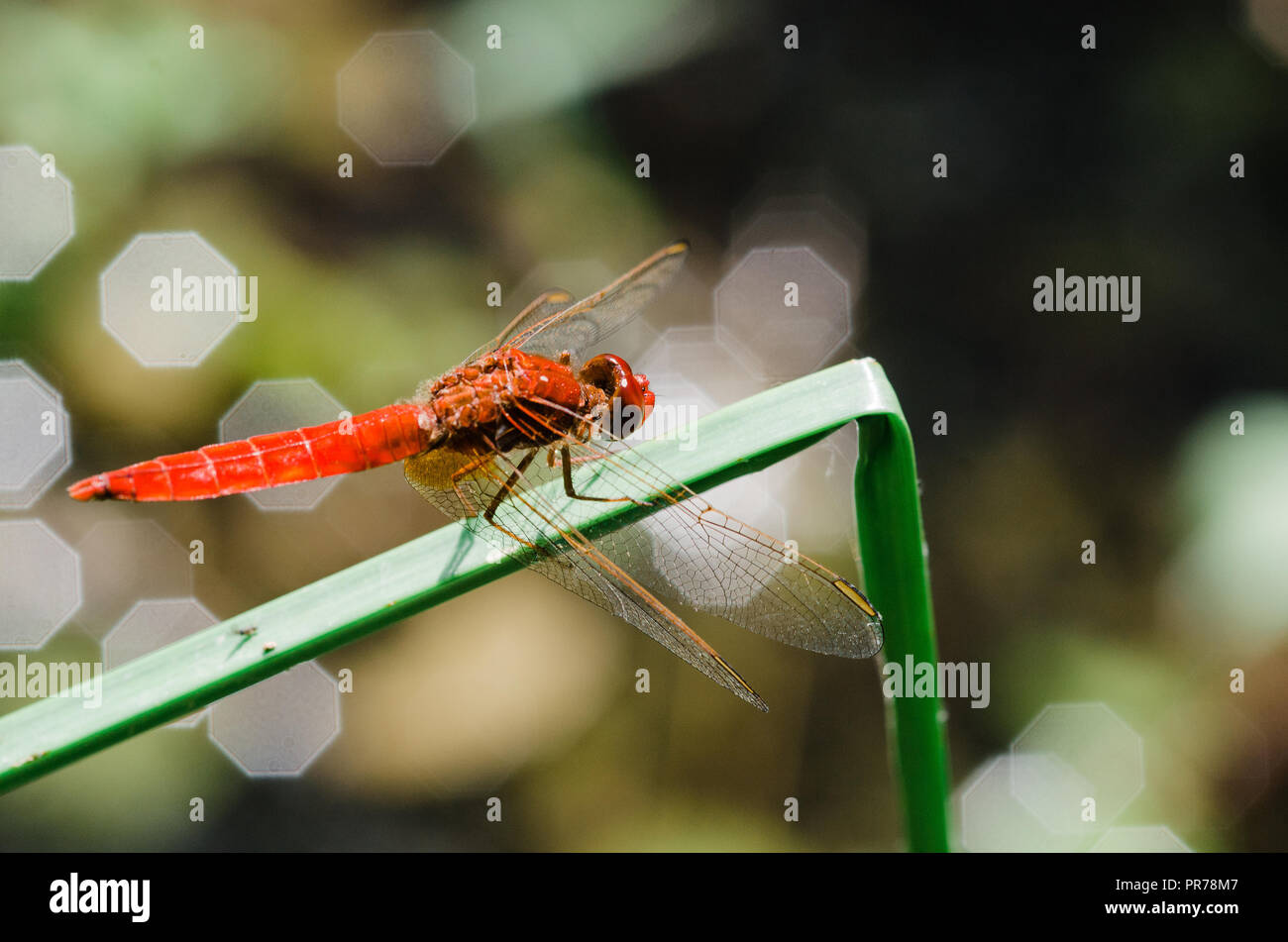 Photographie libellule, noir jaune vert bleu et rouge libellule, Close up fond clair et plantes bokeh Banque D'Images