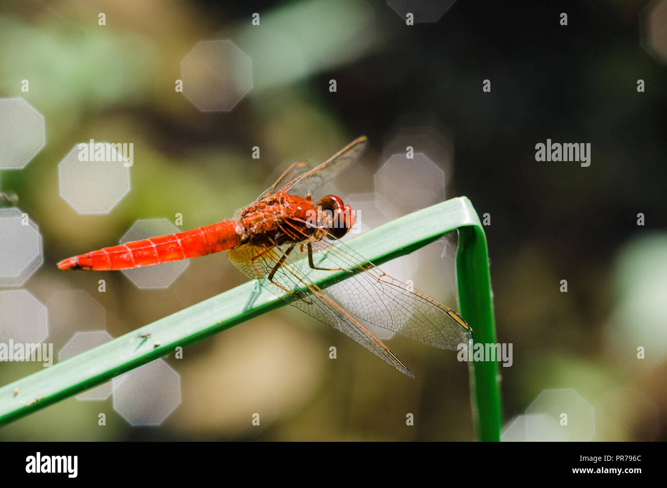 Photographie libellule, noir jaune vert bleu et rouge libellule, Close up fond clair et plantes bokeh Banque D'Images