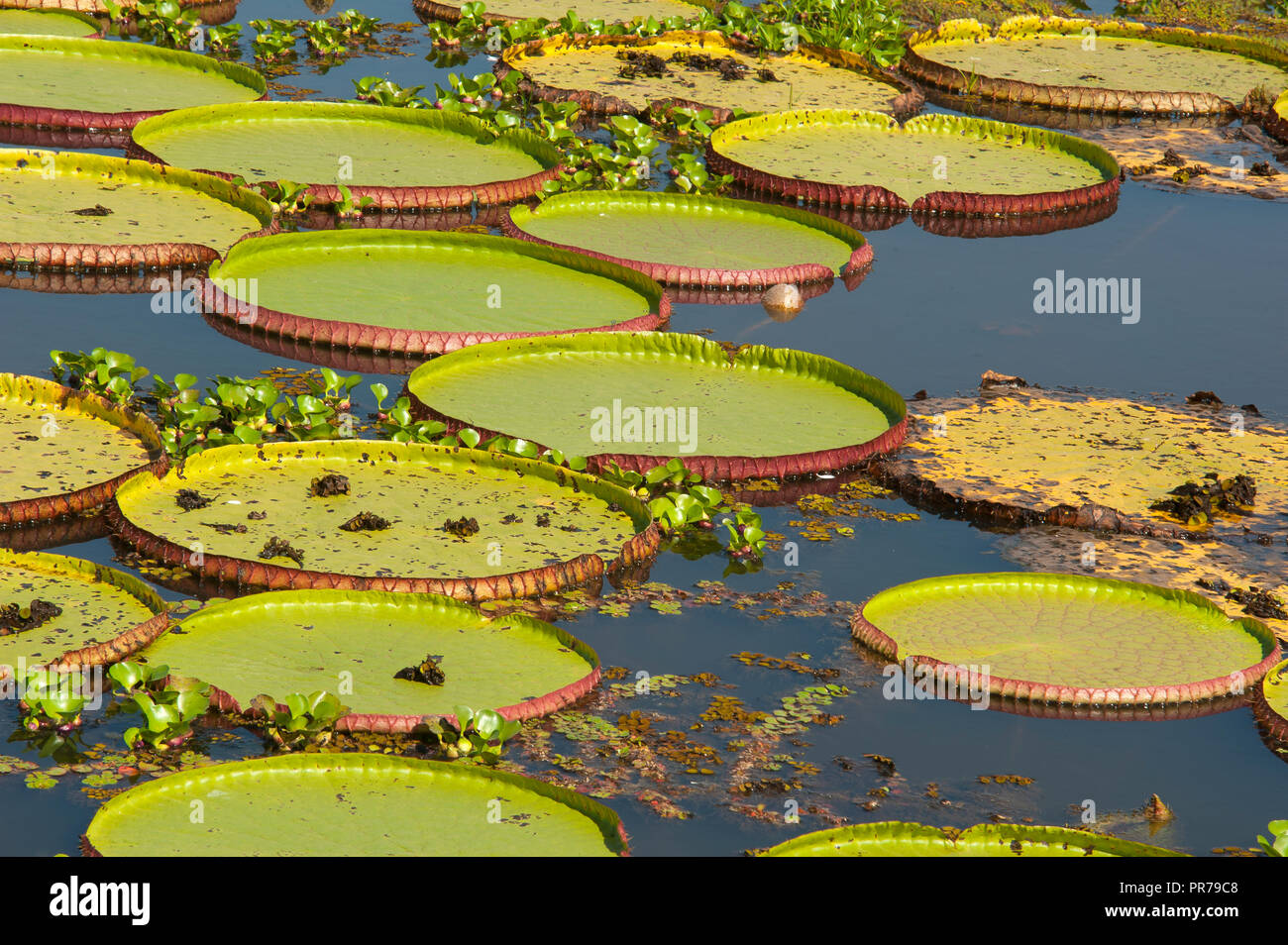 Water Lilly géant sur le Pantanal du Mato Grosso à Porto Jofre, Brésil Banque D'Images