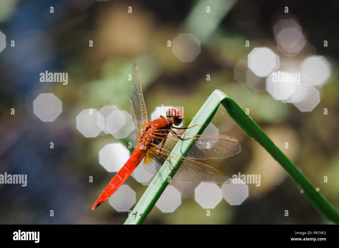 Photographie libellule, noir jaune vert bleu et rouge libellule, Close up fond clair et plantes bokeh Banque D'Images