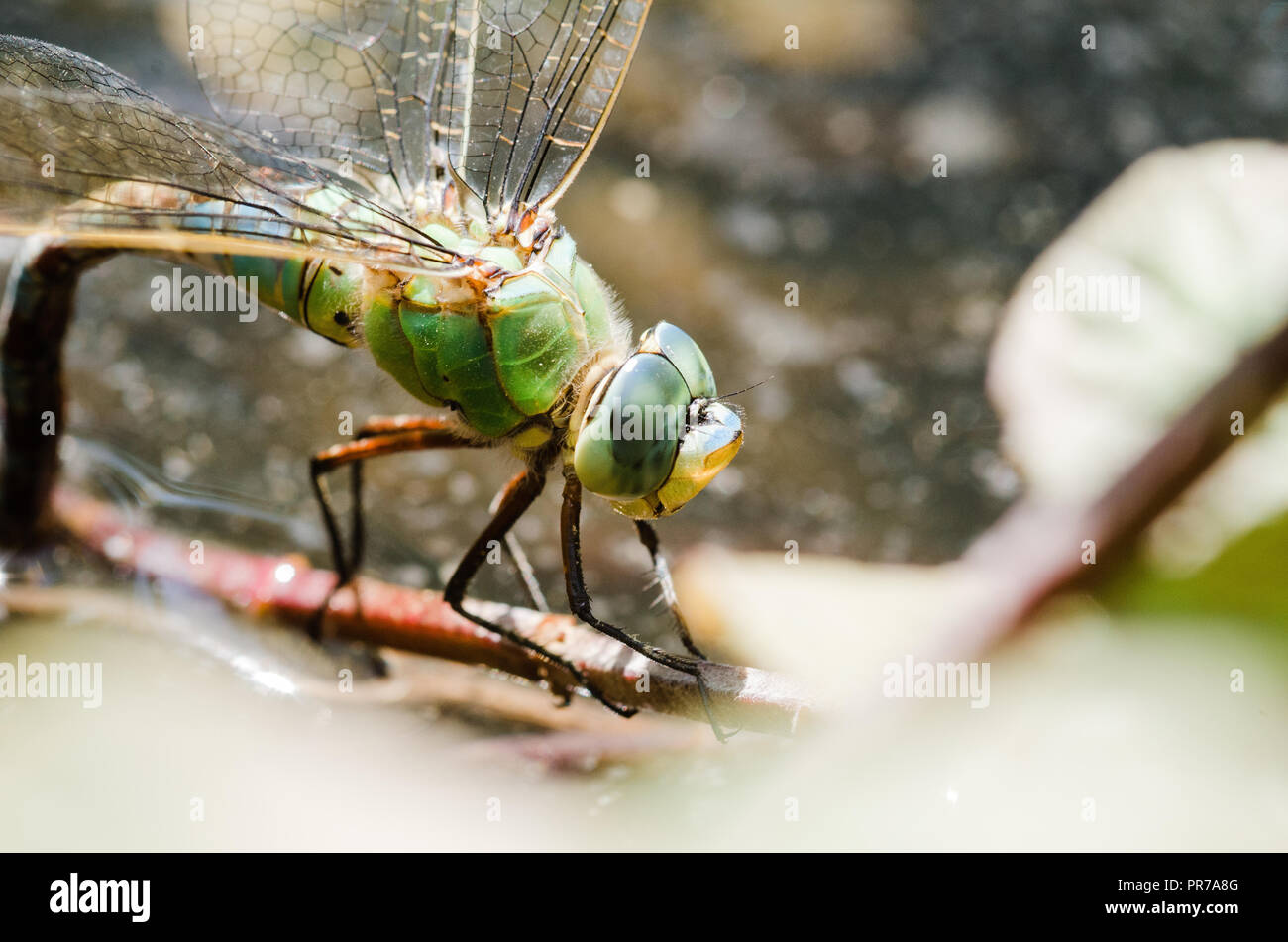 Photographie libellule, noir jaune vert bleu et rouge libellule, Close up fond clair et plantes bokeh Banque D'Images