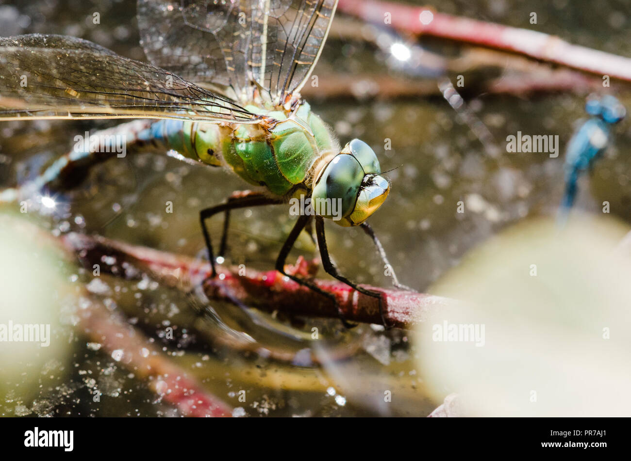 Photographie libellule, noir jaune vert bleu et rouge libellule, Close up fond clair et plantes bokeh Banque D'Images