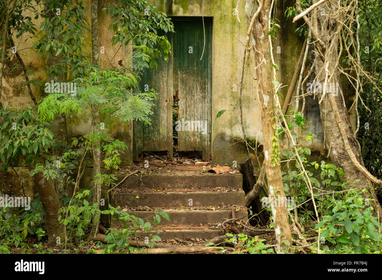 Une vieille maison abandonnée, dans la jungle, couvert de vignes Banque D'Images