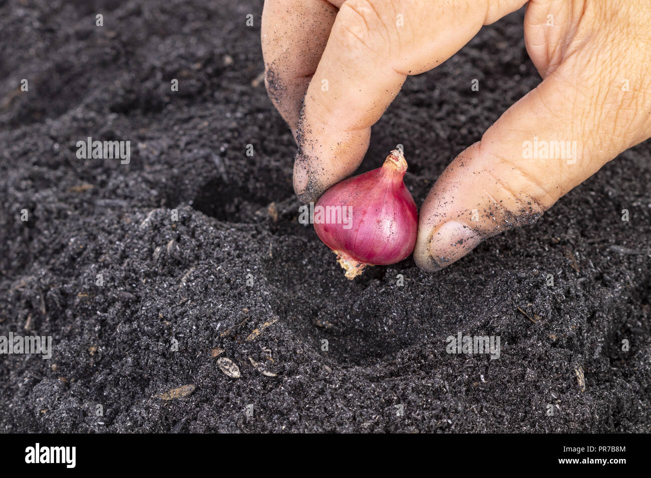 Femme de la vieillesse part semences échalote dans les terreaux pour jardin familial Banque D'Images