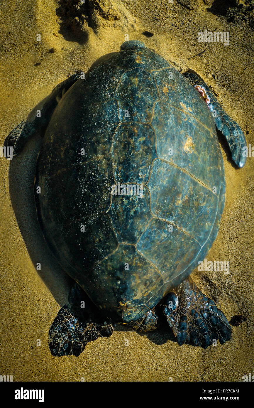 Northern Lights Banque D'Images