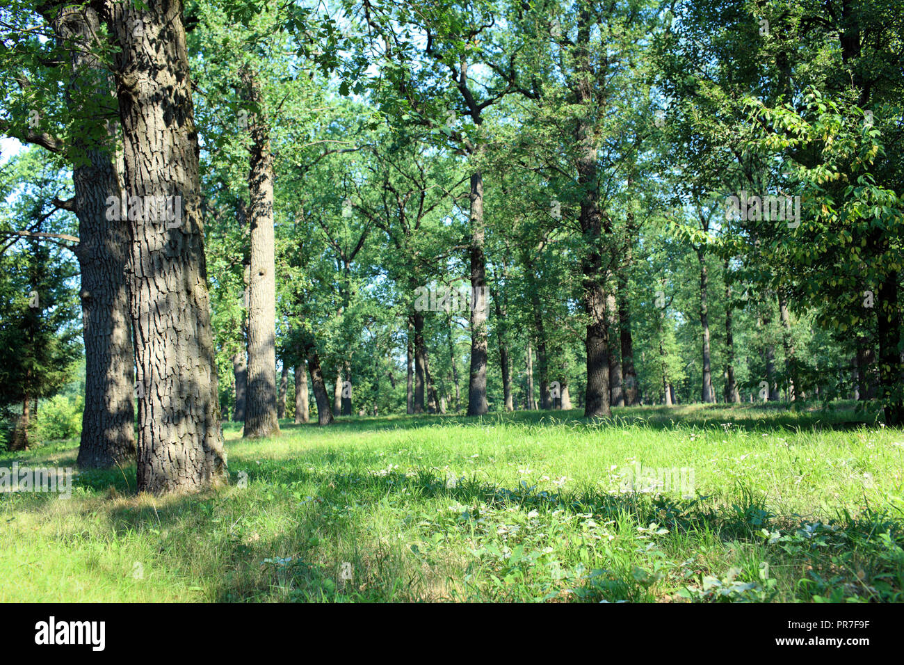 Journée d'été dans le parc Sofiyivsky de Sofiyivsky, Uman, Ukraine Banque D'Images