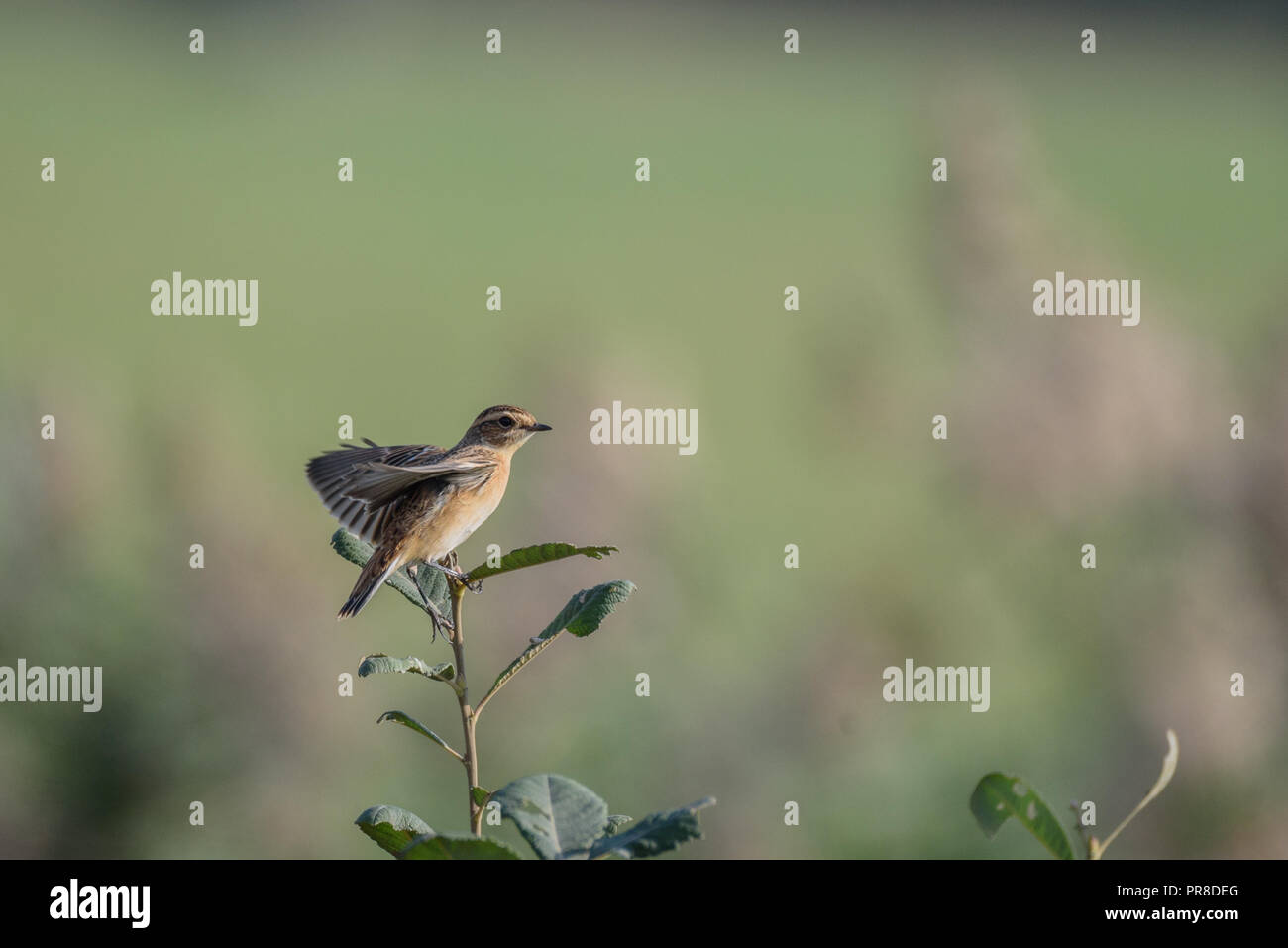 08.09.2018. Oiseau posé sur bush à Meadow. Banque D'Images