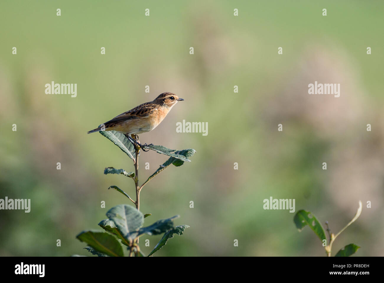 08.09.2018. Oiseau posé sur bush à Meadow. Banque D'Images