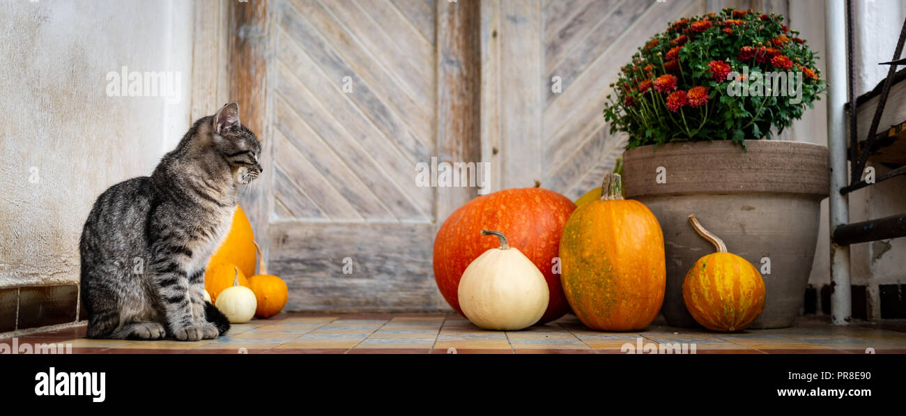 Décoration Halloween porte avant avec différentes tailles et formes des citrouilles. Cat le porche décoré pour l'Halloween, Thanksgiving, saison d'automne banne Banque D'Images