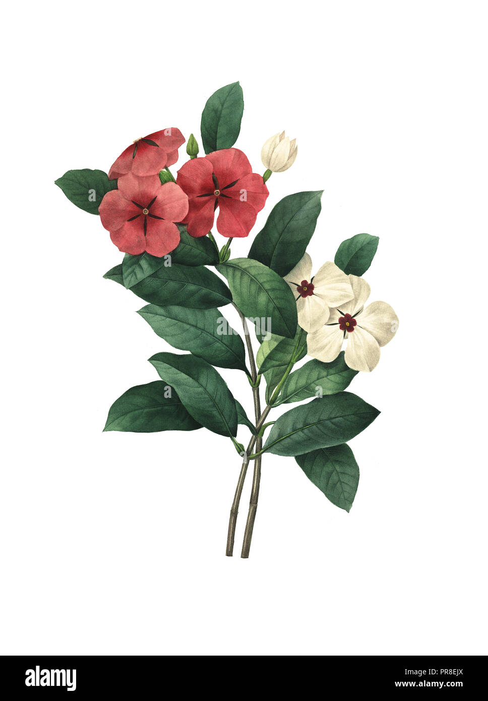 19ème Siècle Illustration Dune Gravure Par Pervenche Pierre